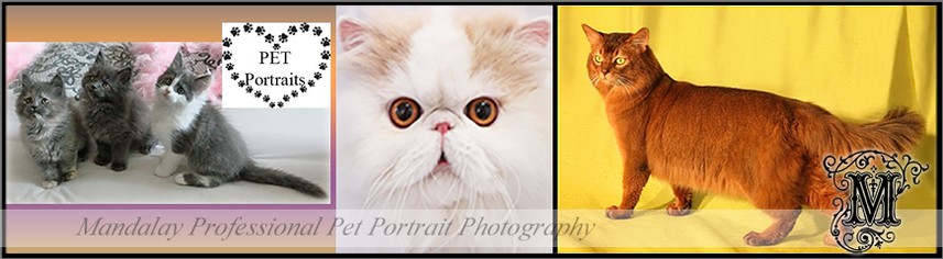 Pet Portraits - Cats and Dogs